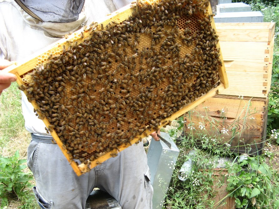 Achat D essaims D abeilles Vente Directe leveurs Altigoo Apiculture Achat D essaims D abeilles Vente Directe leveurs Altigoo Apiculture
