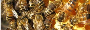 Apiaries